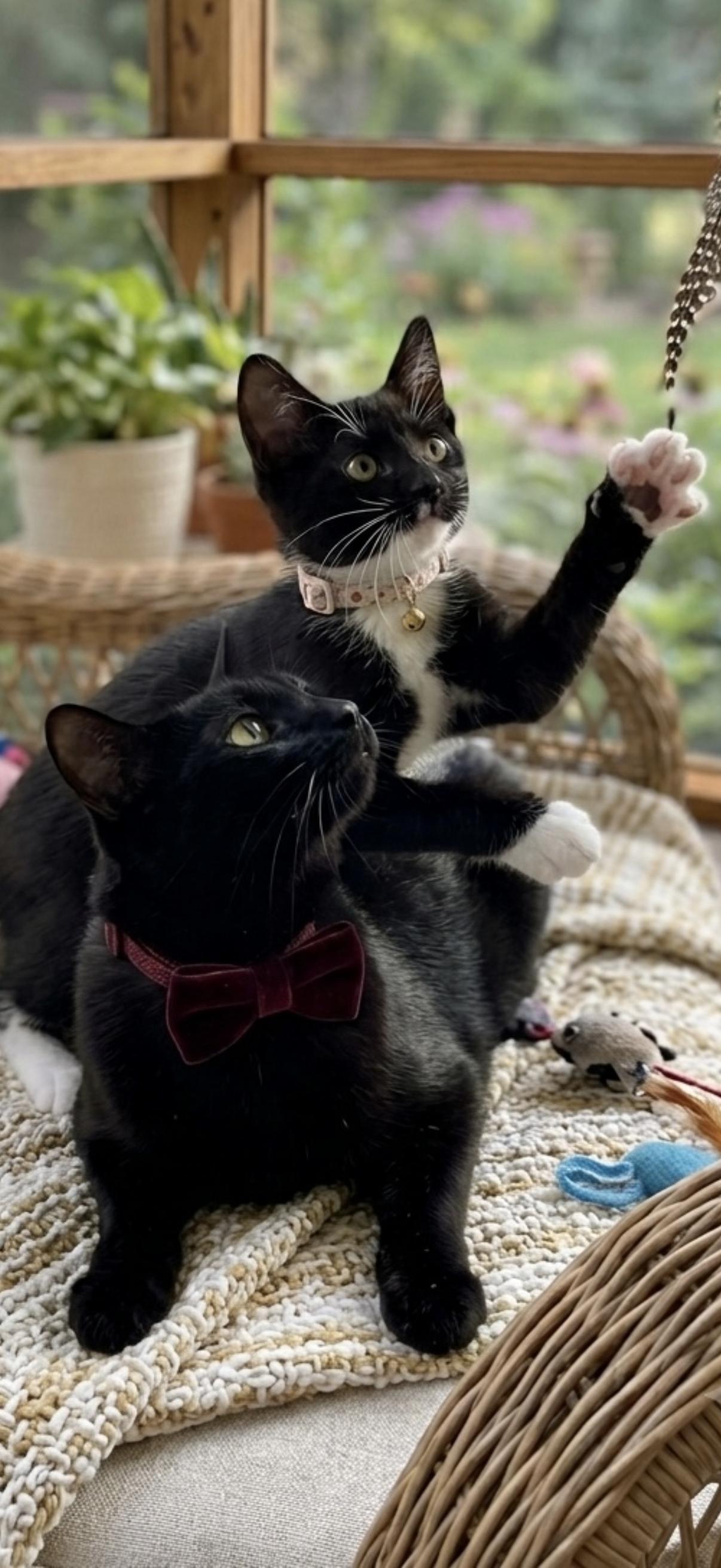 Pebbles (bonded with her mama Kali), a ADOPTABLE Domestic Short Hair in Charlotte, NC image 5/6