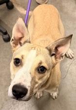 Alibi, ADOPTABLE, Young Female Bull Terrier.