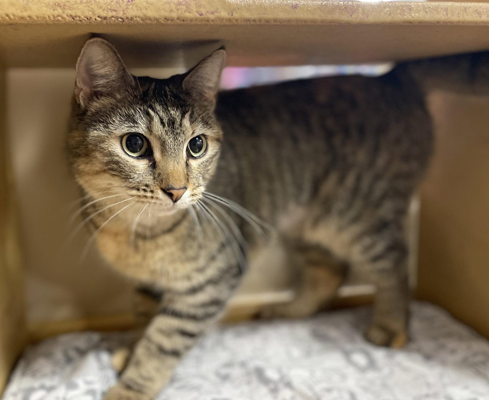 Merrin, Adopted, Adult Female Tortoiseshell & Tabby.