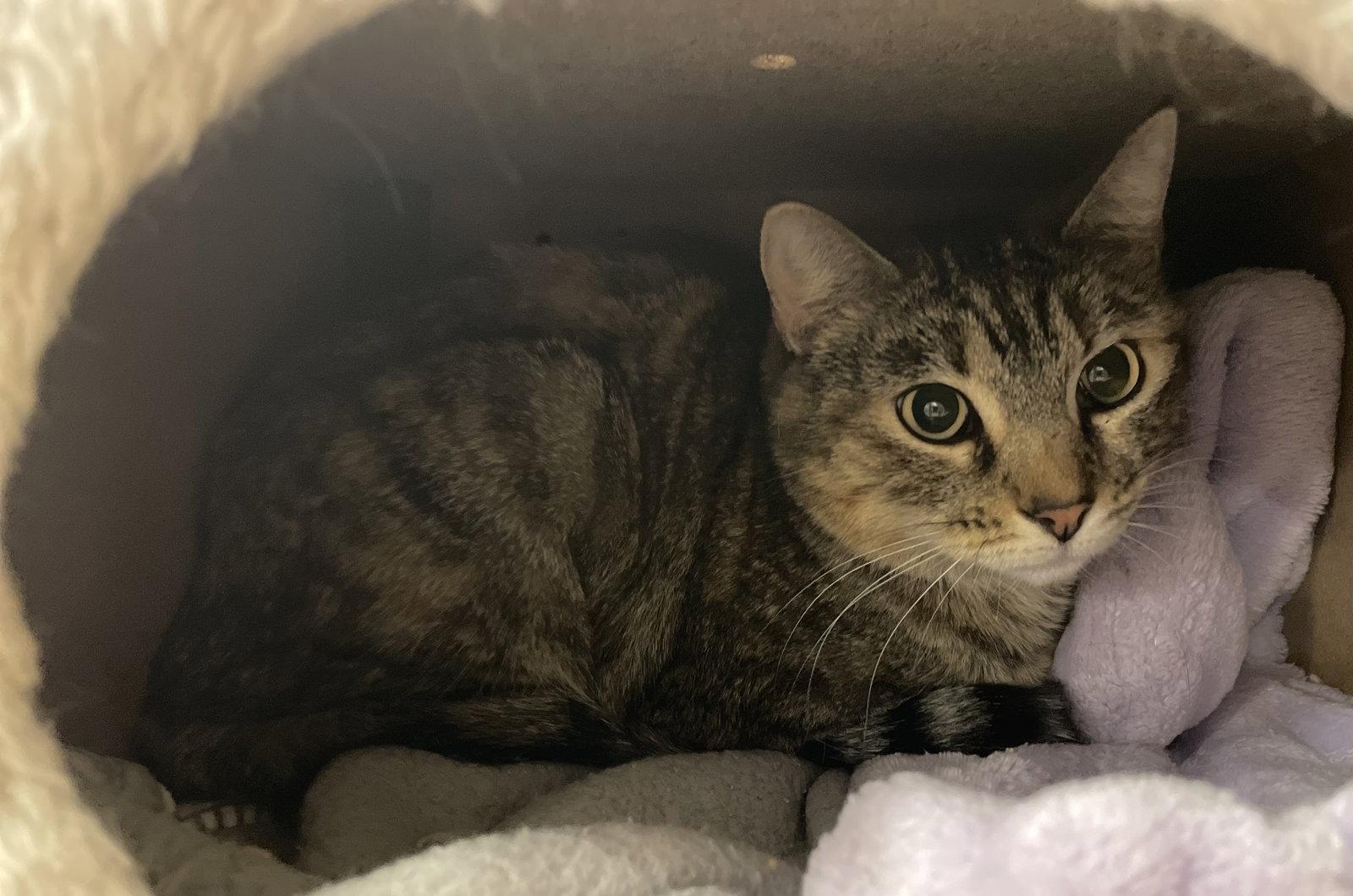 Merrin, Adopted, Adult Female Tortoiseshell & Tabby.