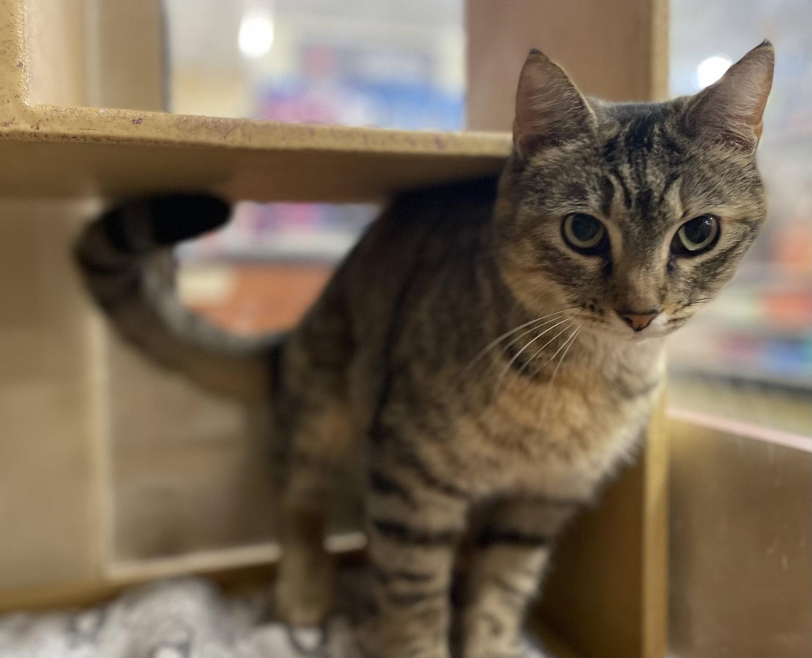 Merrin, a Adopted mixed breed in Oxford, MS image 3/3