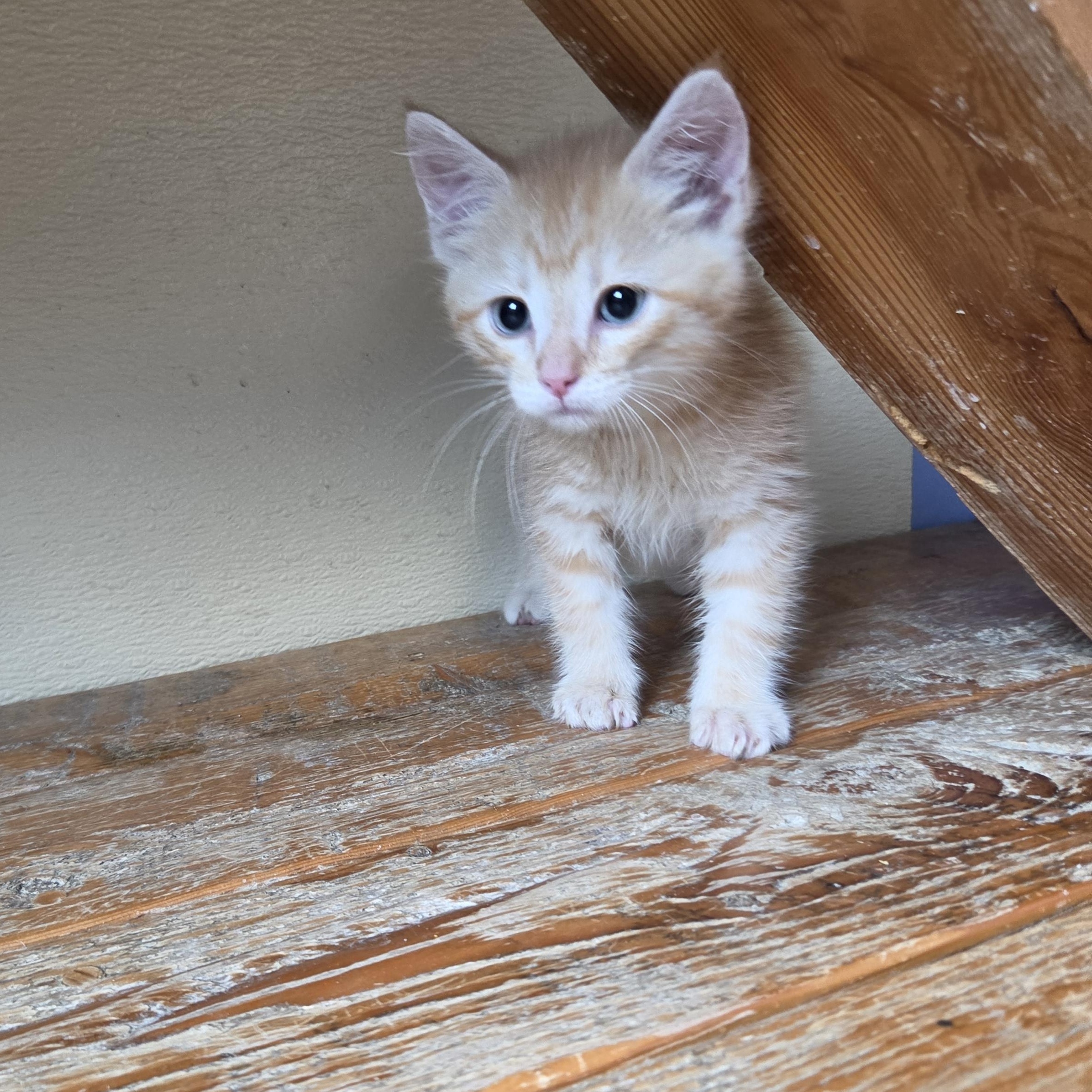 Duncan Pumpkin, adopted, Kitten Male Domestic Short Hair.