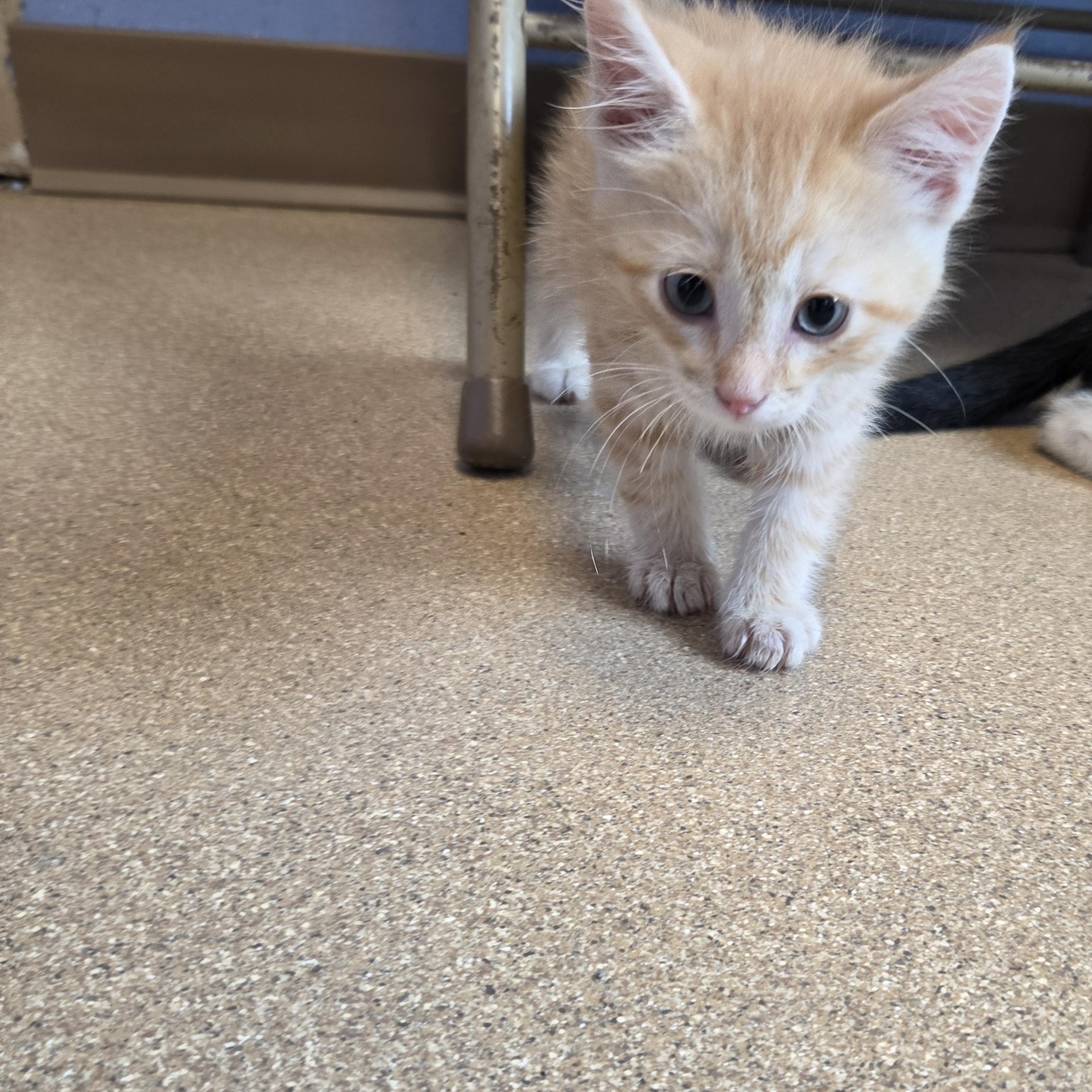 Enlarge Duncan Pumpkin, an adopted Domestic Short Hair in Brookings, SD image 3/4