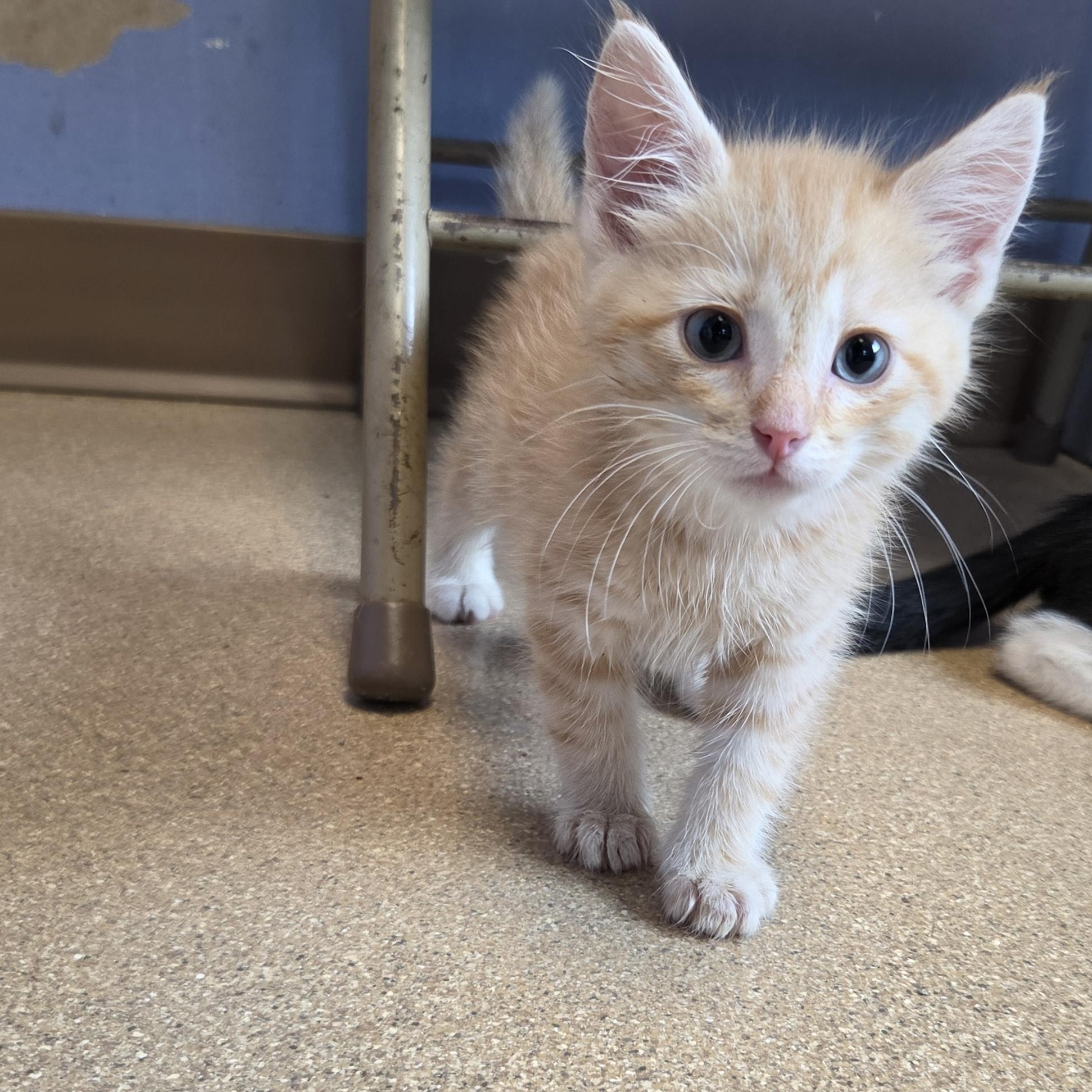 Enlarge Duncan Pumpkin, an adopted Domestic Short Hair in Brookings, SD image 2/4