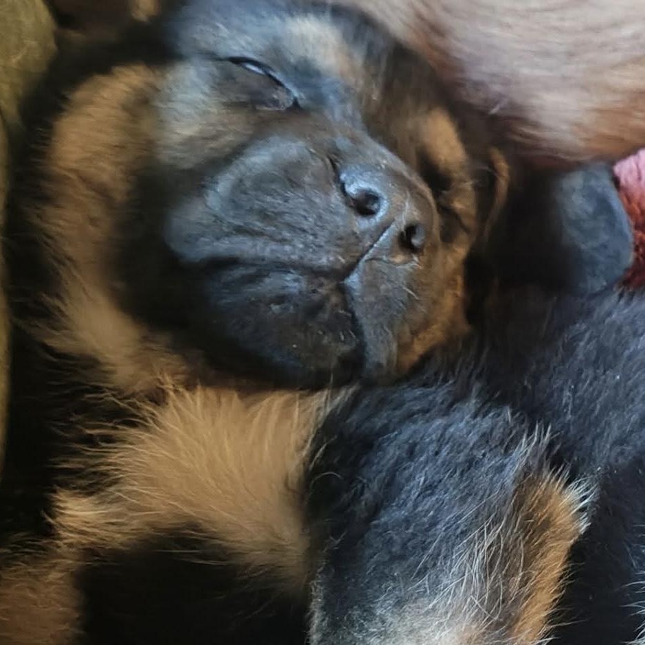 Enlarge Reese’s, a Adoptable mixed breed in McHenry, IL image 2/3