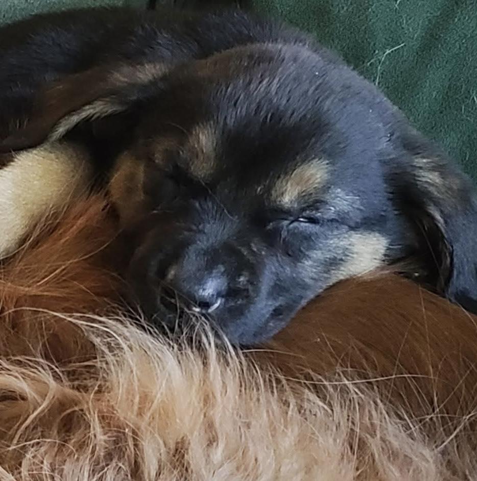 Enlarge Reese’s, a Adoptable mixed breed in McHenry, IL image 3/3