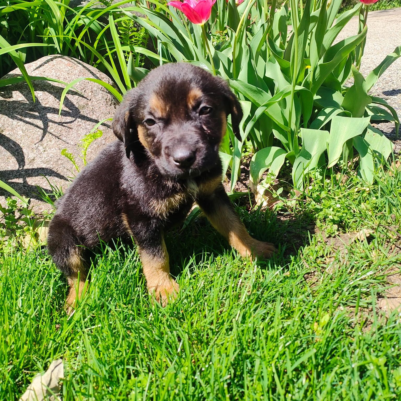 Enlarge Reese’s, a Adoptable mixed breed in McHenry, IL image 1/3