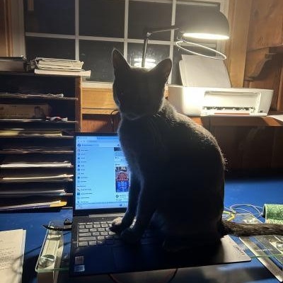 Enlarge Rocket, a Adoptable Russian Blue in Pasadena, CA image 4/5