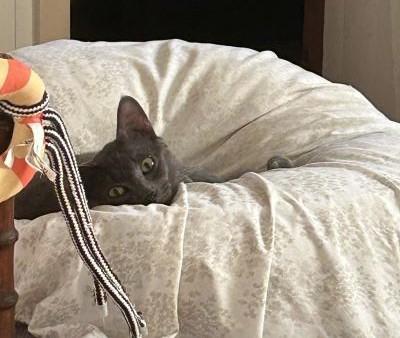 Enlarge Rocket, a Adoptable Russian Blue in Pasadena, CA image 1/5