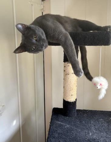 Enlarge Rocket, a Adoptable Russian Blue in Pasadena, CA image 3/5
