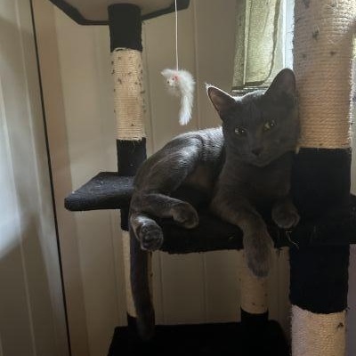 Enlarge Rocket, a Adoptable Russian Blue in Pasadena, CA image 2/5