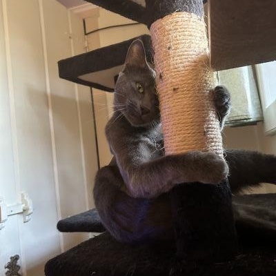 Enlarge Rocket, a Adoptable Russian Blue in Pasadena, CA image 5/5