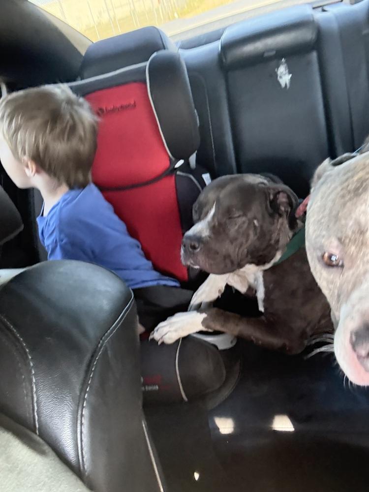Lady, Adoptable, Adult Female American Bulldog.