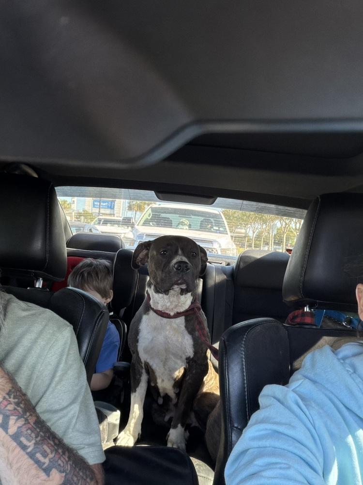 Lady, a Adoptable American Bulldog in Milton, FL image 2/2