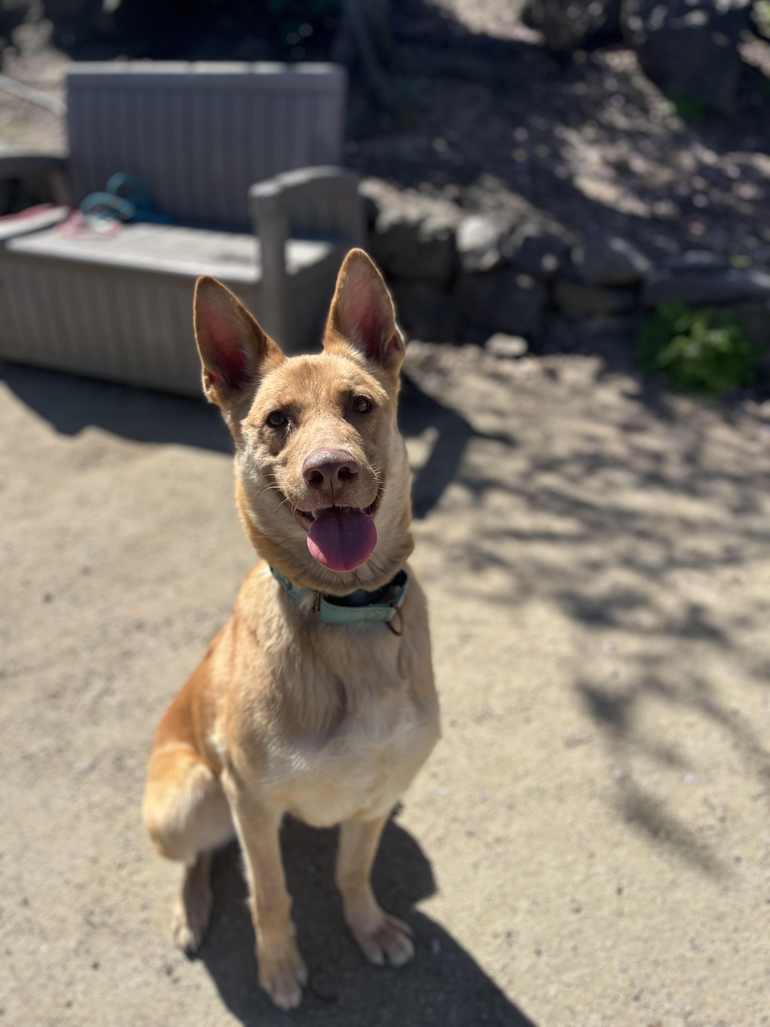 Enlarge Sahara, a ADOPTABLE mixed breed in Phoenix, OR image 2/2