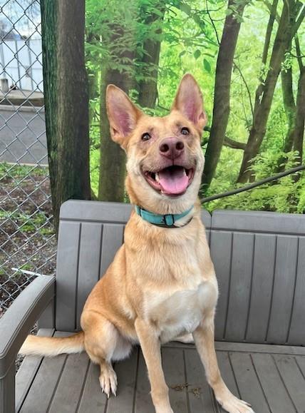 Sahara, ADOPTABLE, Adult Female German Shepherd Dog.