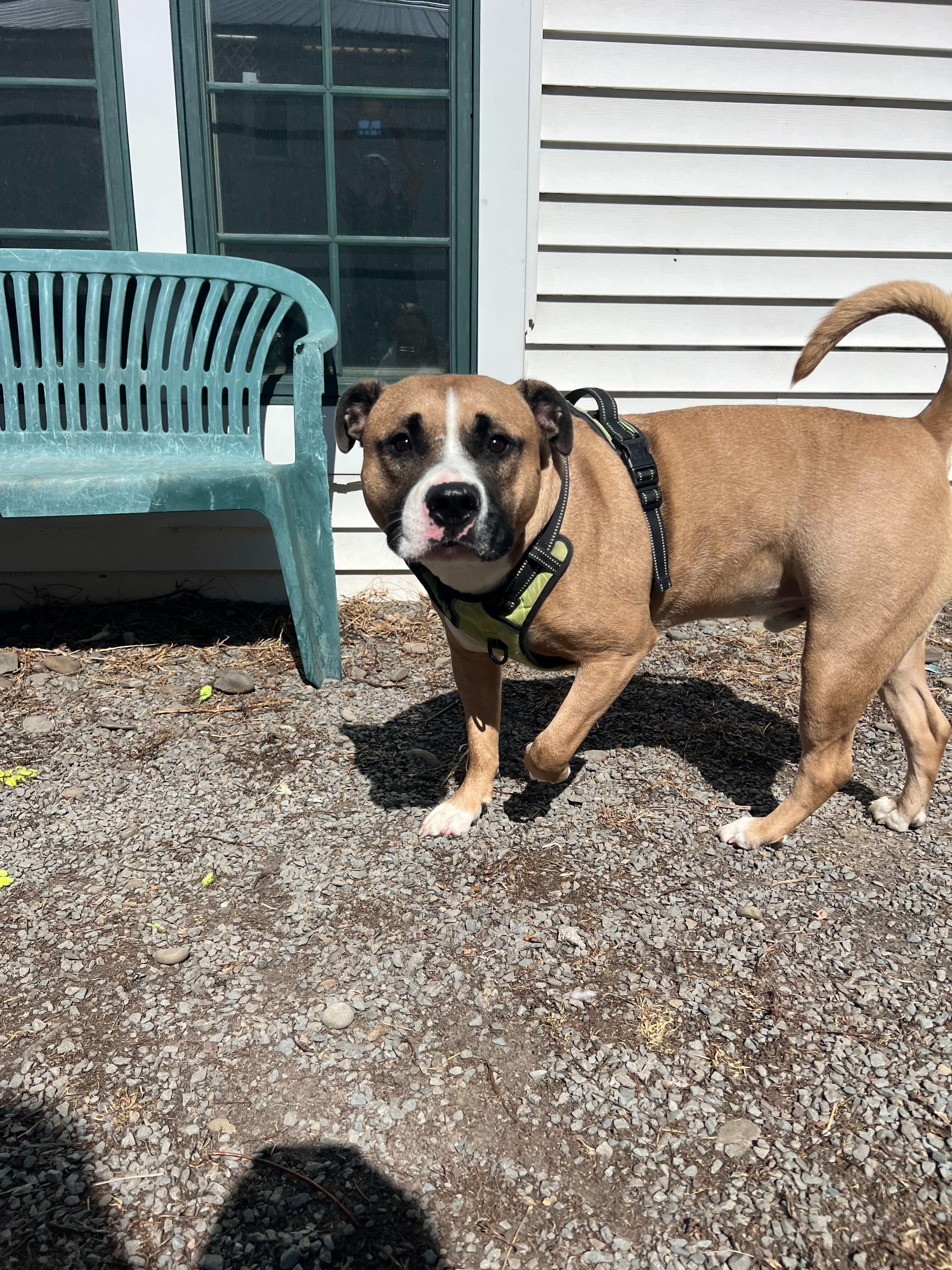 Bebe, a Adoptable American Staffordshire Terrier in Montrose, PA image 1/3