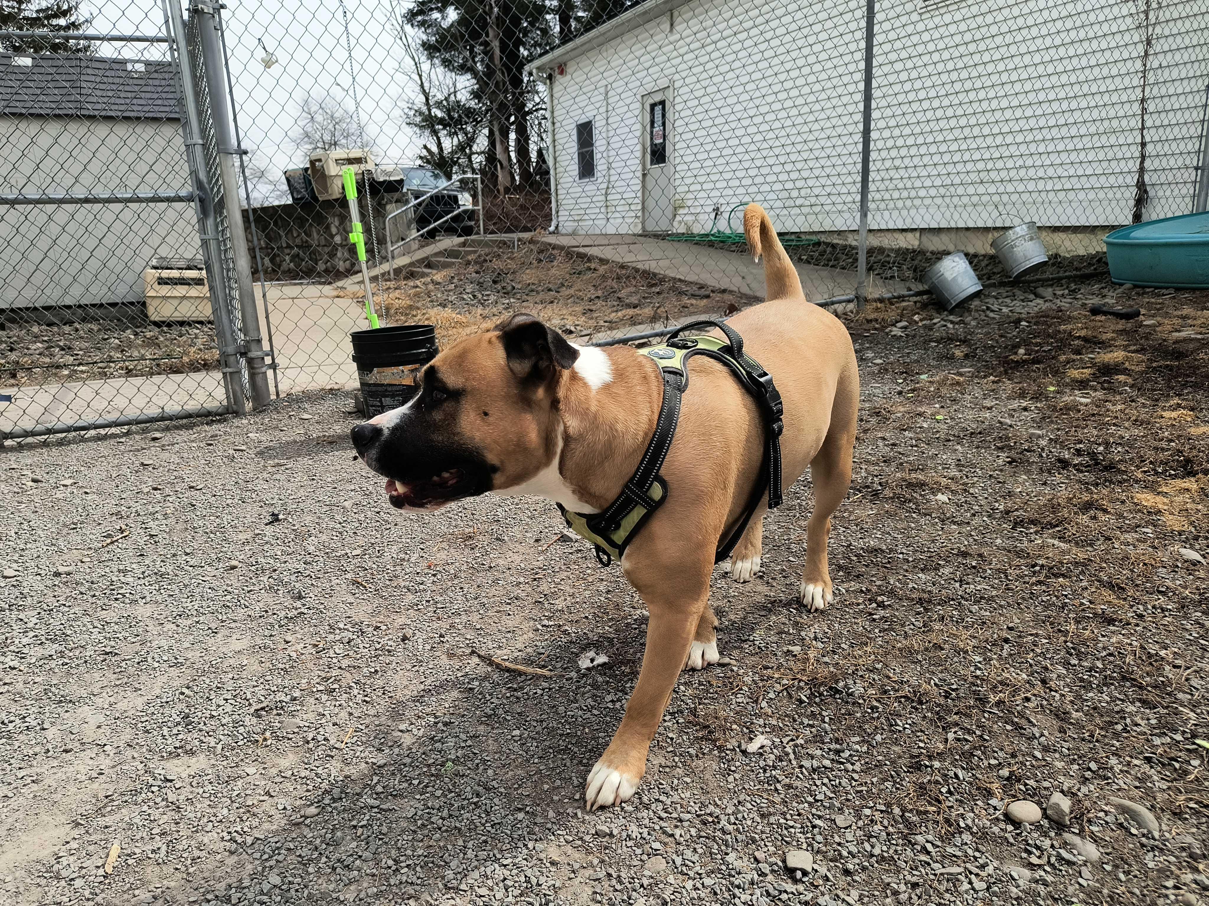 Bebe, a Adoptable American Staffordshire Terrier in Montrose, PA image 2/3