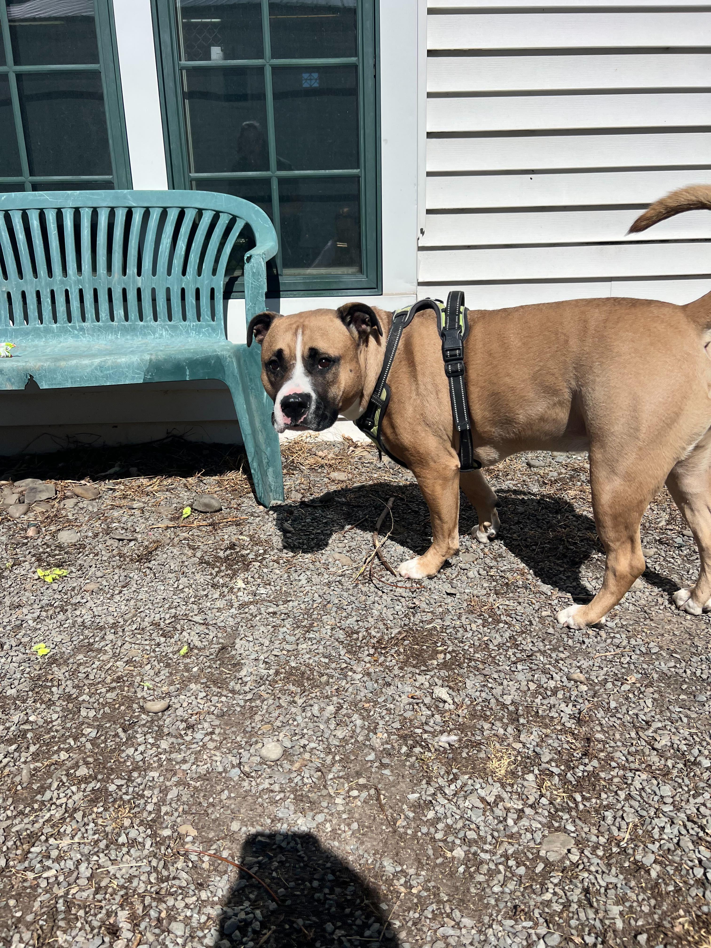Bebe, a Adoptable American Staffordshire Terrier in Montrose, PA image 3/3