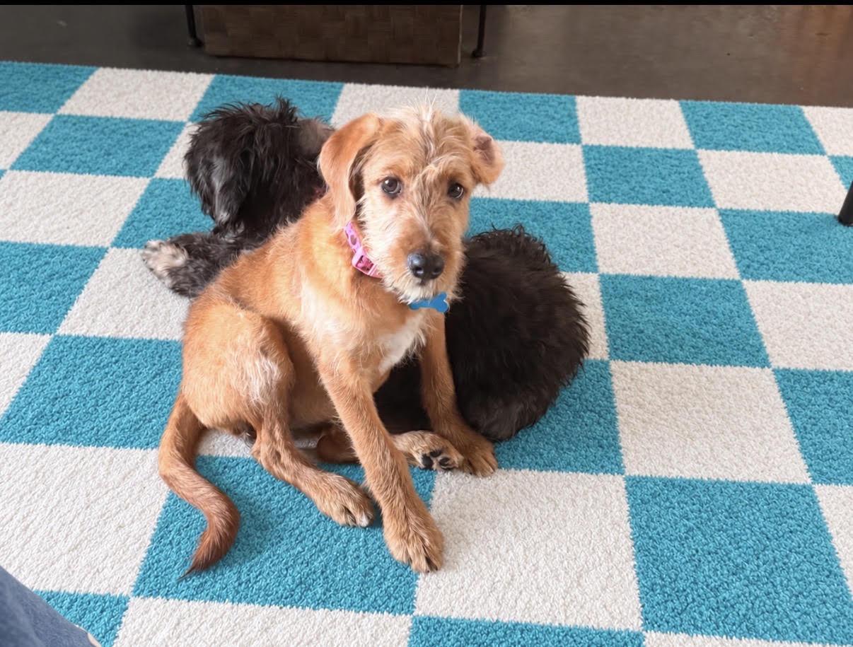 Annie L, Adopted, Puppy Female Labradoodle & Pit Bull Terrier.