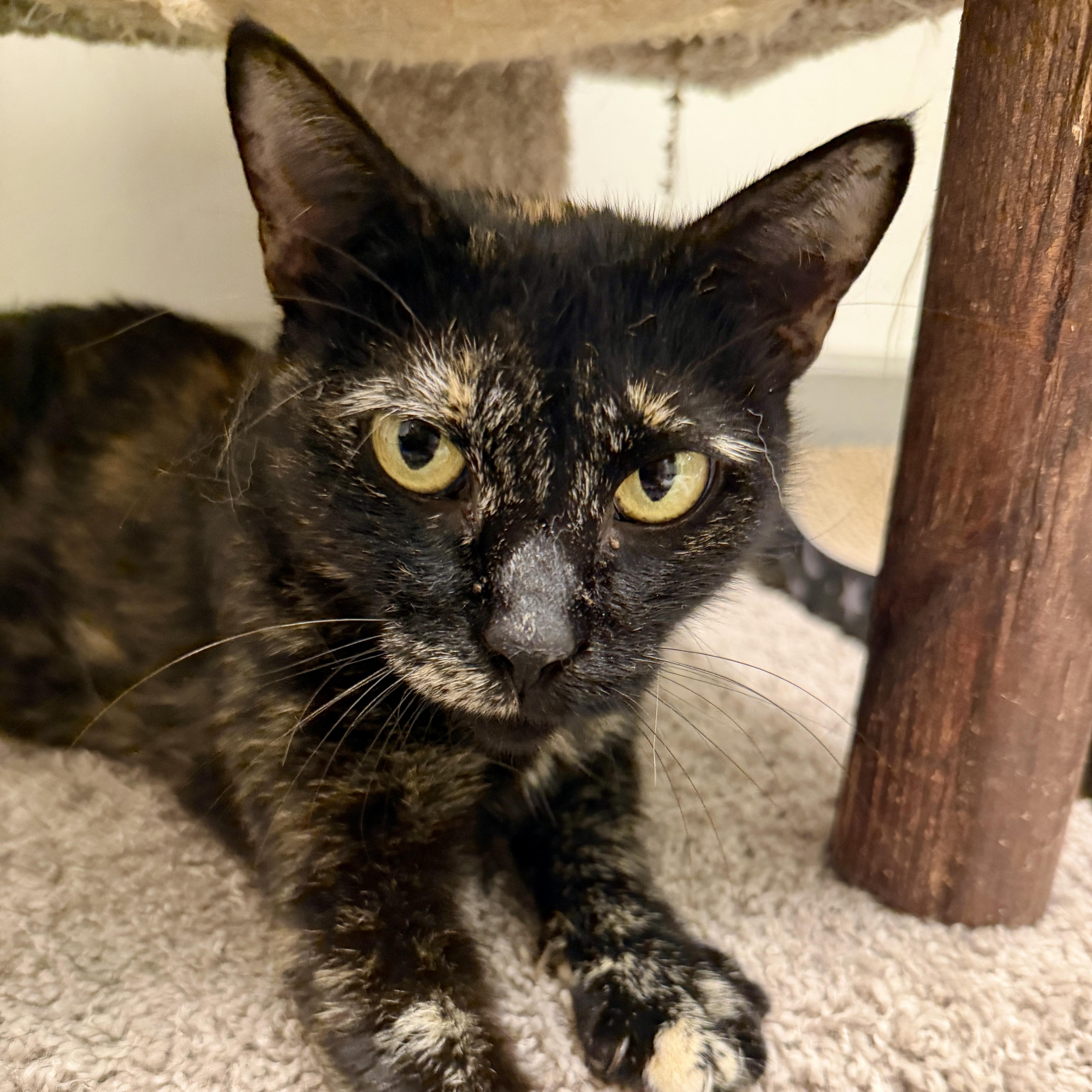 Vermont, a Adoptable Domestic Short Hair in Oldsmar, FL image 2/3