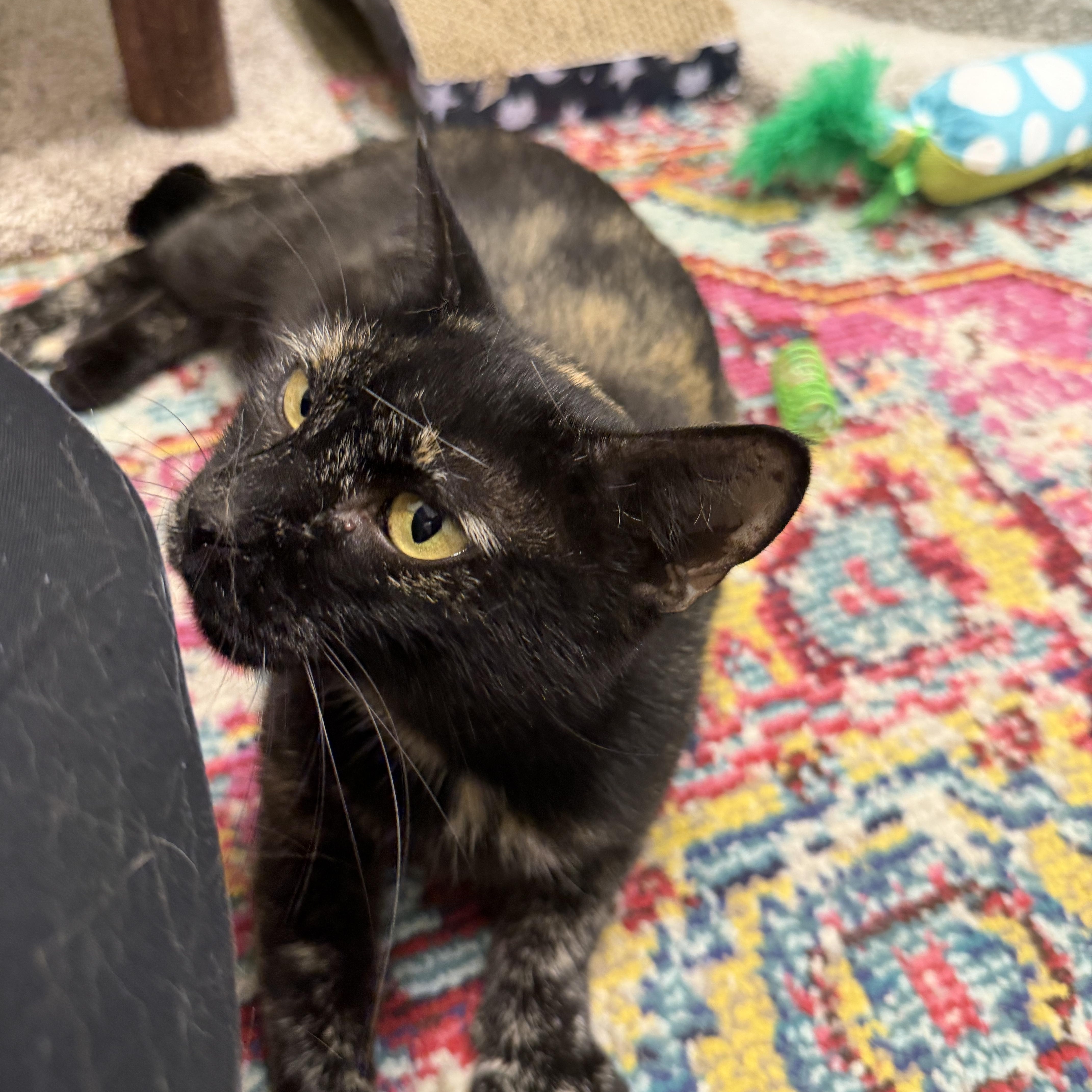 Vermont, a Adoptable Domestic Short Hair in Oldsmar, FL image 3/3