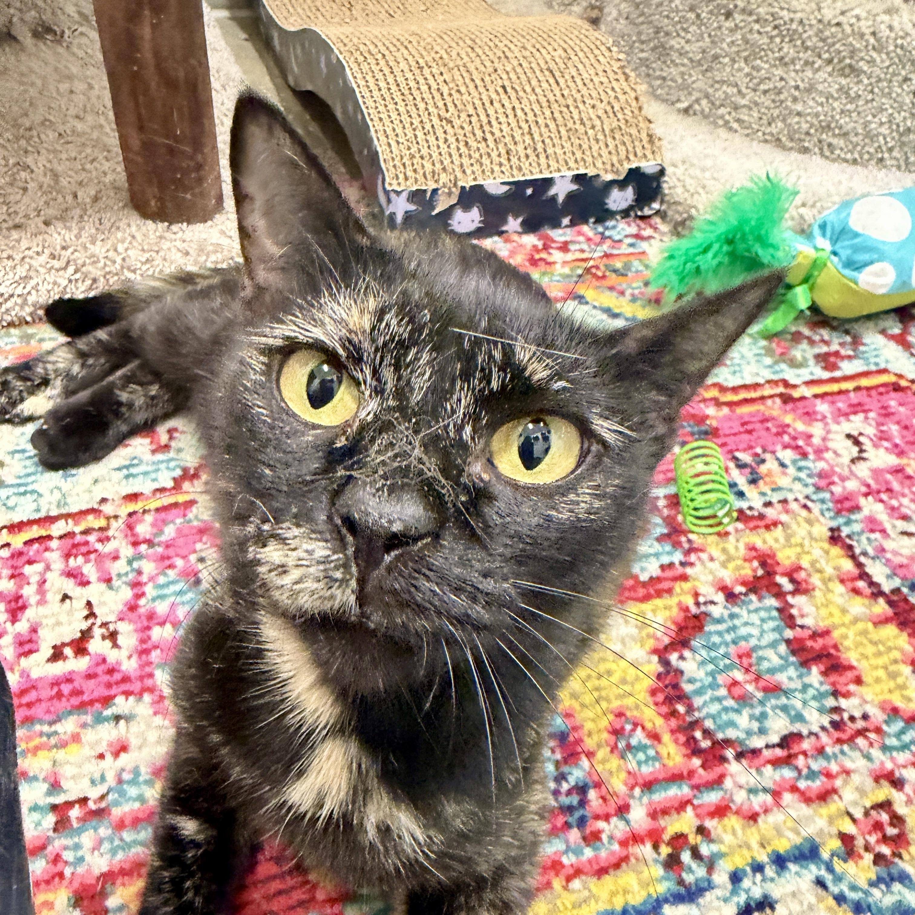 Vermont, a Adoptable Domestic Short Hair in Oldsmar, FL image 1/3