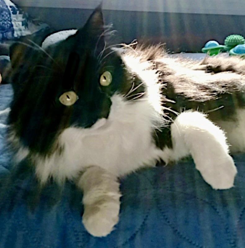 Enlarge Magic, an adopted Domestic Long Hair in BLACK MOUNTAIN, NC image 1/1
