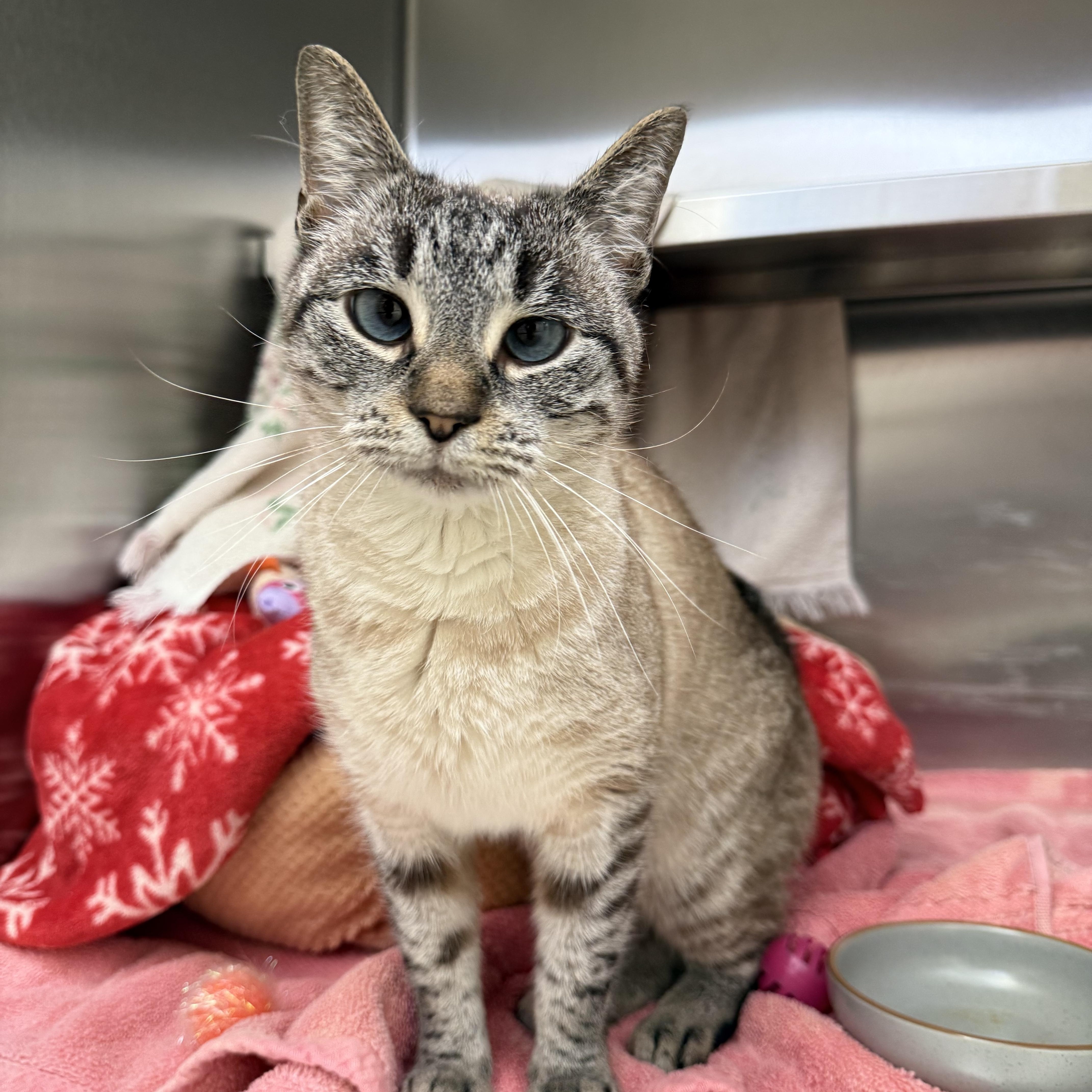 Enlarge Salem, an adopted Siamese in Brownsville, VT image 1/1