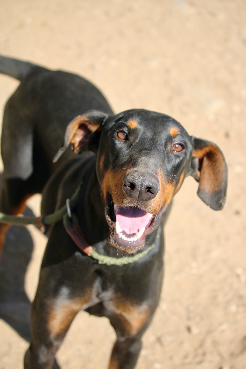 Enlarge Bethany, a Adoptable Doberman Pinscher in Fillmore, CA image 1/6