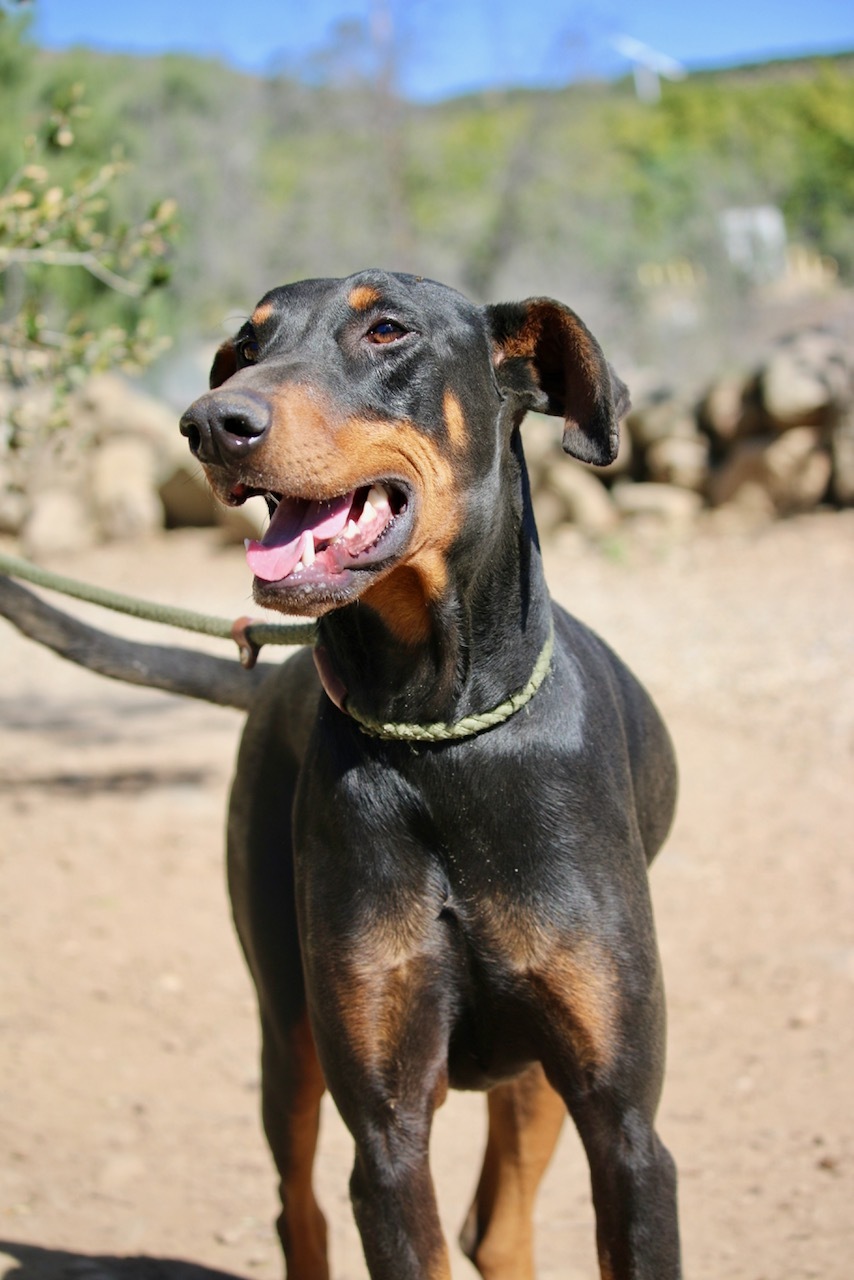 Enlarge Bethany, a Adoptable Doberman Pinscher in Fillmore, CA image 2/6