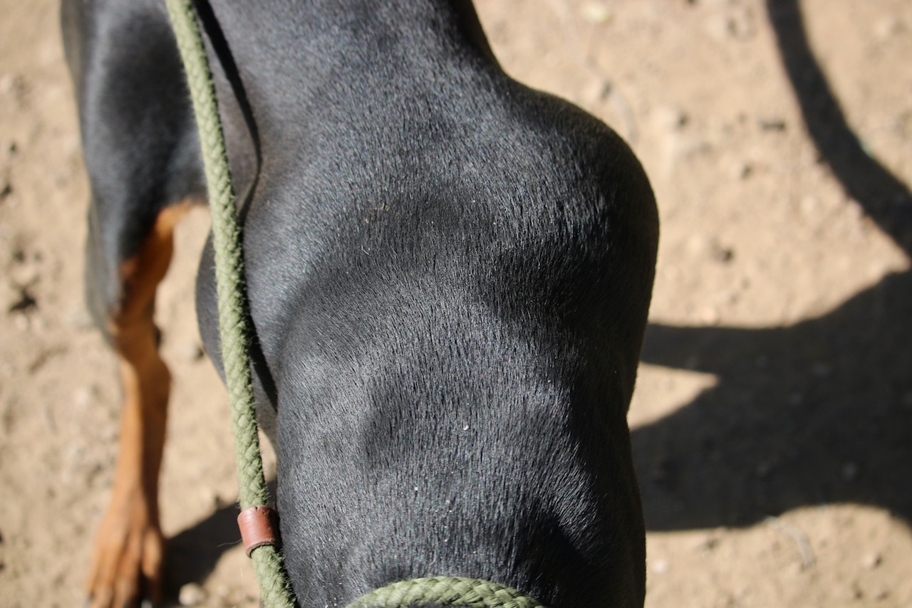 Enlarge Bethany, a Adoptable Doberman Pinscher in Fillmore, CA image 3/6