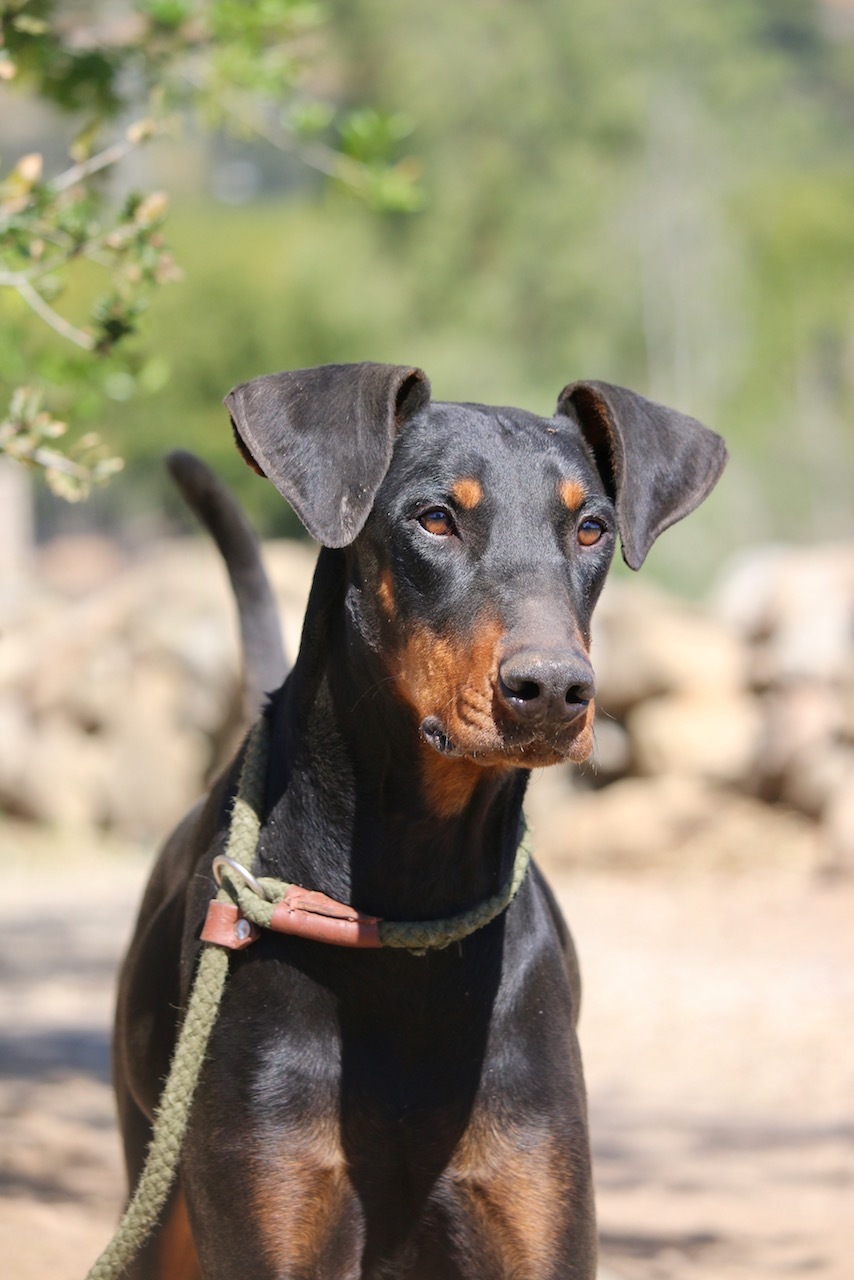 Enlarge Bethany, a Adoptable Doberman Pinscher in Fillmore, CA image 4/6