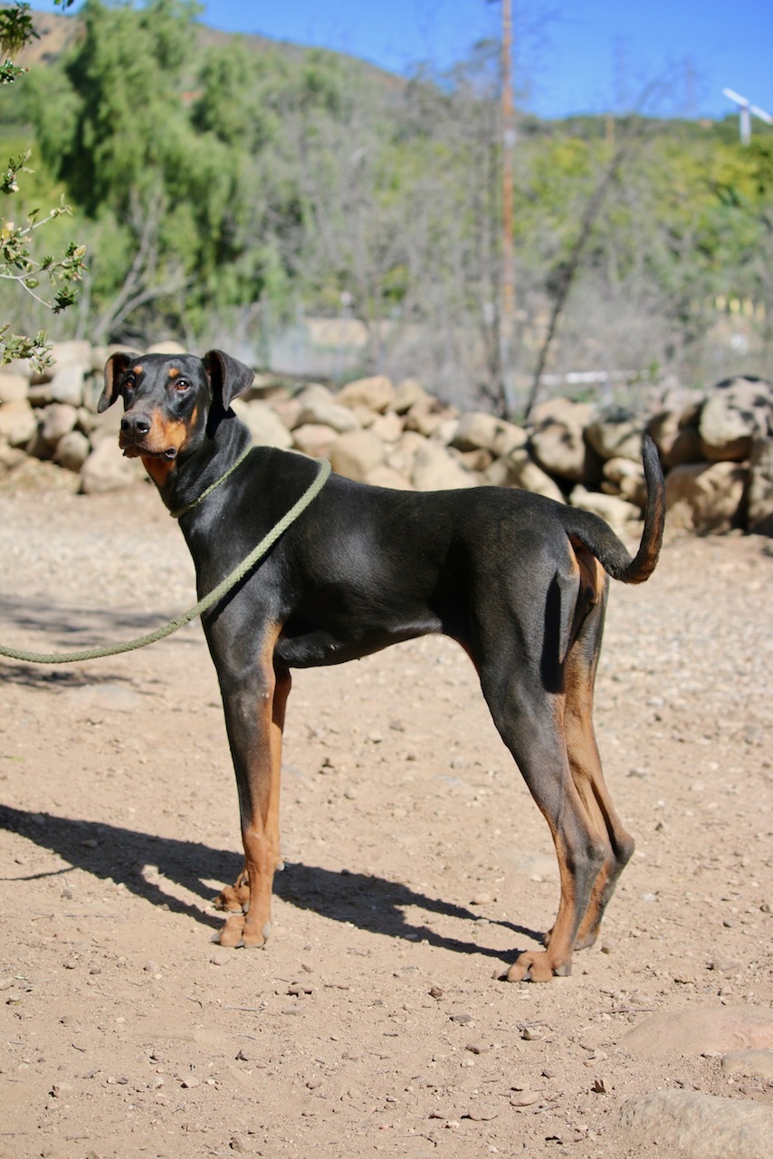 Enlarge Bethany, a Adoptable Doberman Pinscher in Fillmore, CA image 5/6