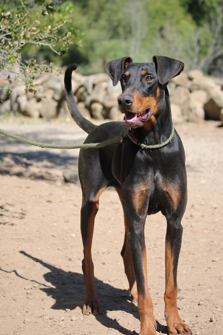 Enlarge Bethany, a Adoptable Doberman Pinscher in Fillmore, CA image 6/6