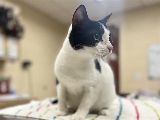 BLUE BELL, Adoptable, Young Female Domestic Short Hair.