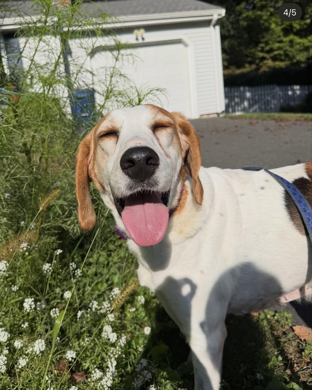 Enlarge Ruby, a Adoptable Hound in Suffield, CT image 2/3