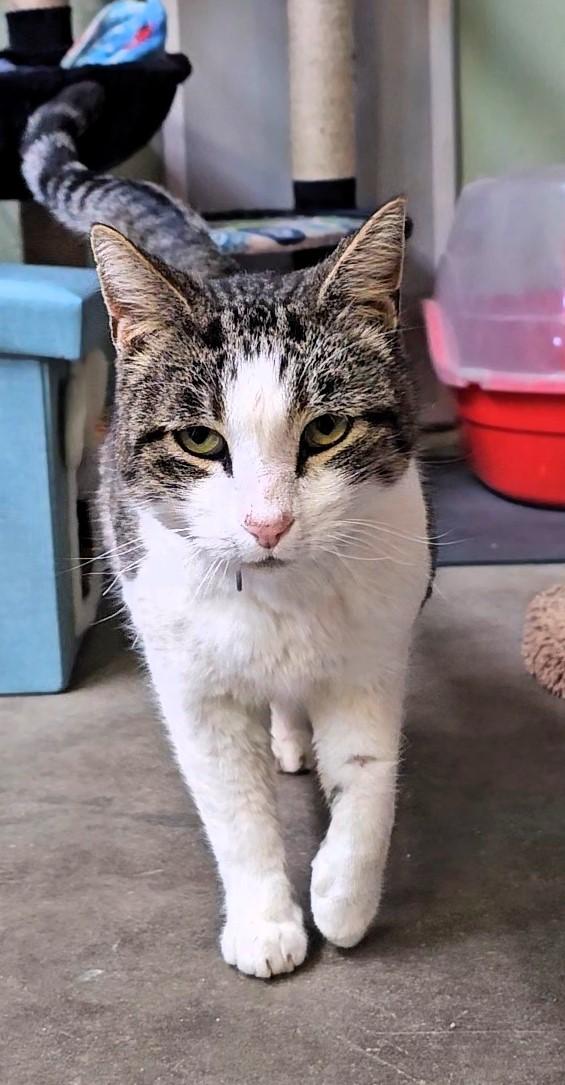 Enlarge Mr. Peabody, a ADOPTABLE American Shorthair in Pinedale, WY image 2/2
