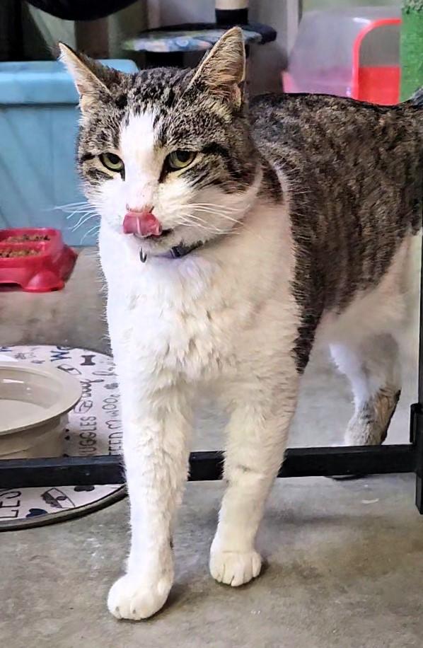 Enlarge Mr. Peabody, a ADOPTABLE American Shorthair in Pinedale, WY image 1/2
