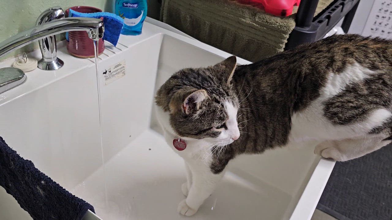 Enlarge Mr. Peabody, an adoptable American Shorthair in Pinedale, WY video 6/6