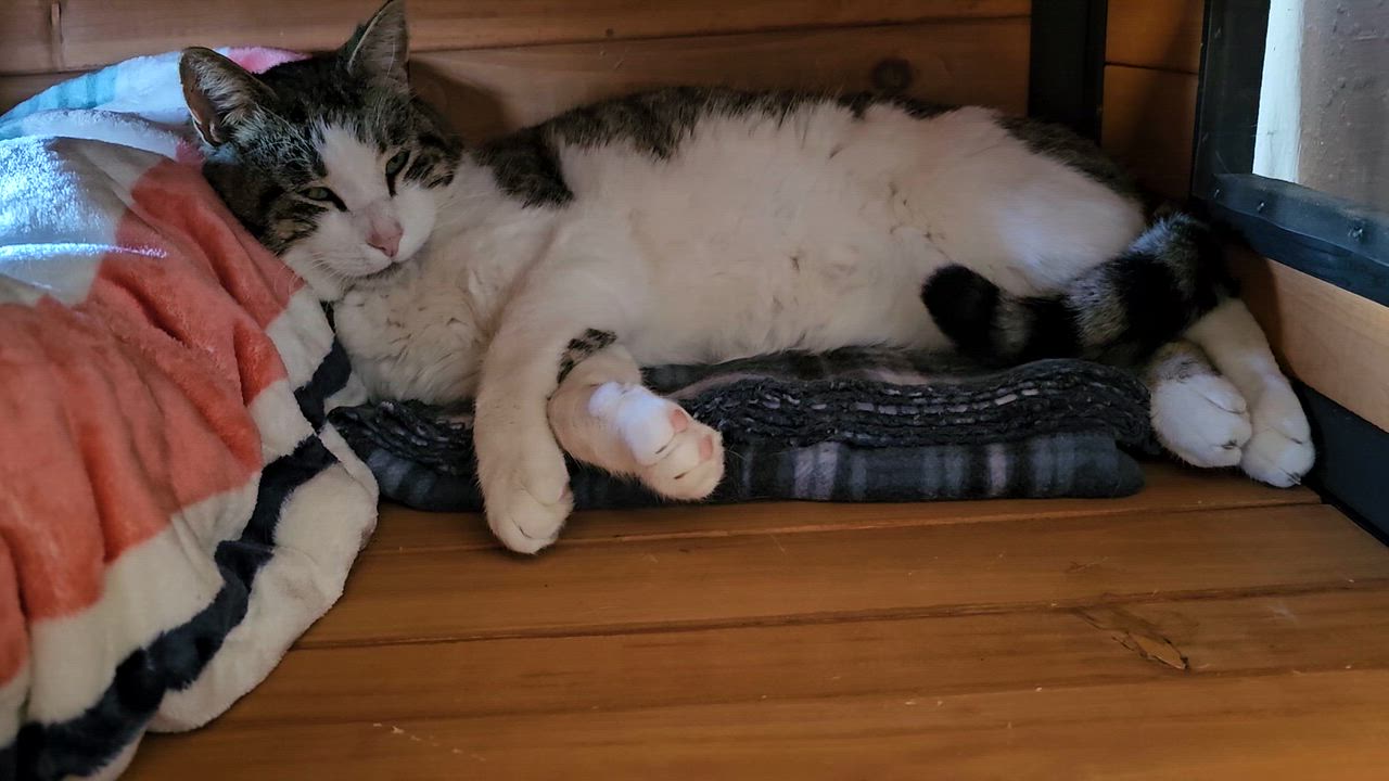 Enlarge Mr. Peabody, an adoptable American Shorthair in Pinedale, WY video 5/6