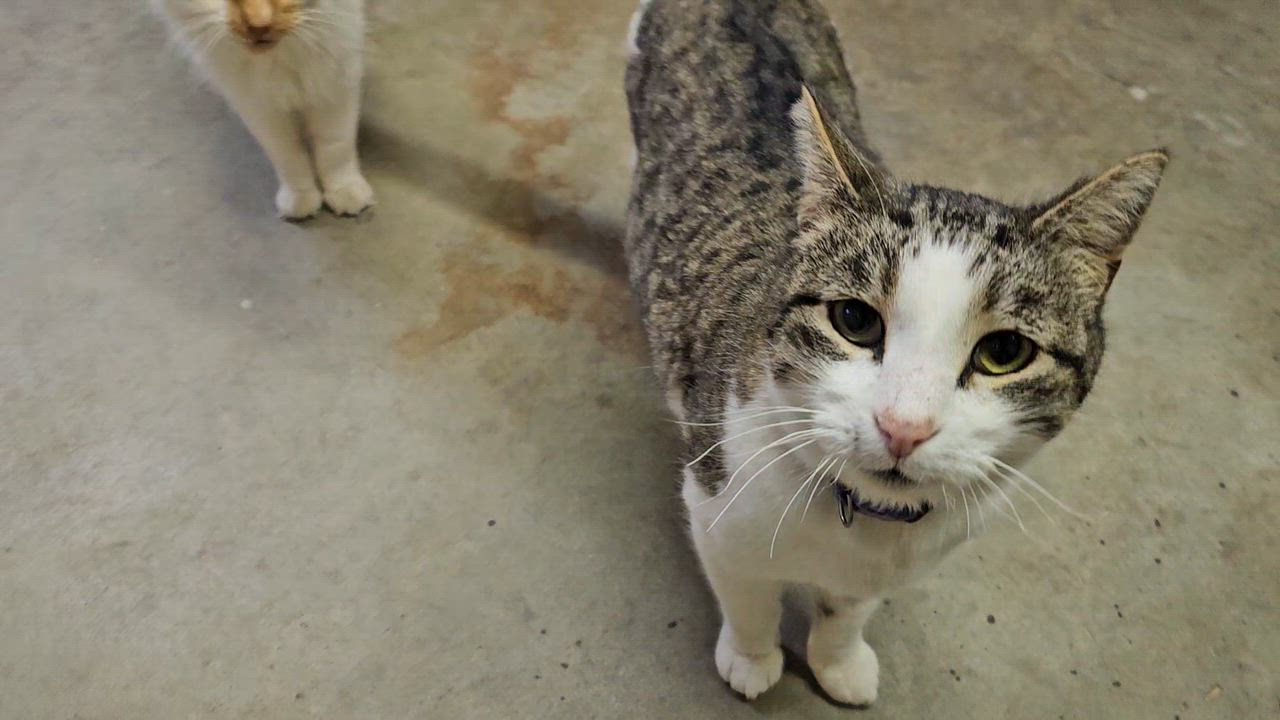 Enlarge Mr. Peabody, an adoptable American Shorthair in Pinedale, WY video 2/6