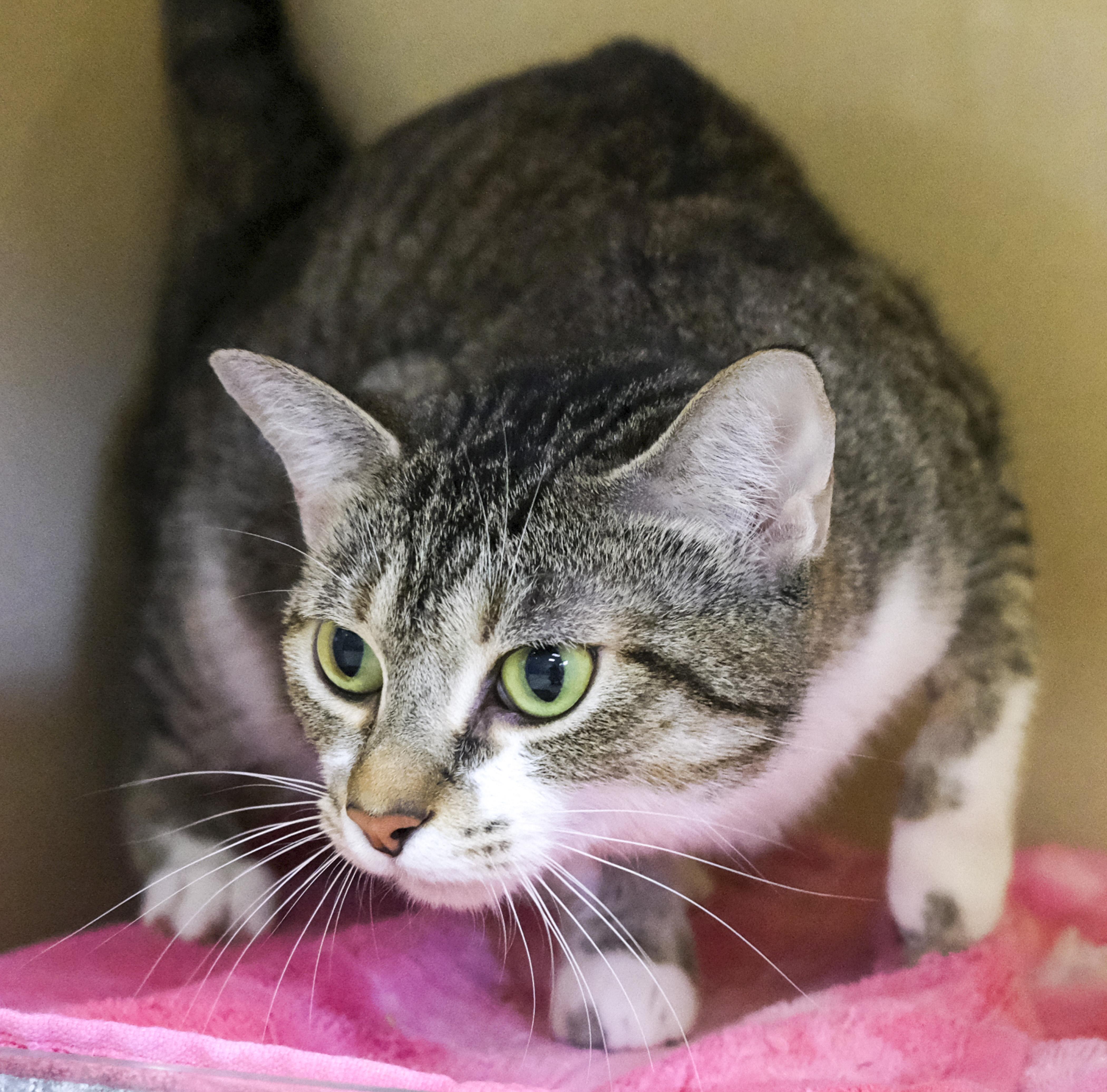 Lucienda, Adoptable, Adult Female Domestic Short Hair.