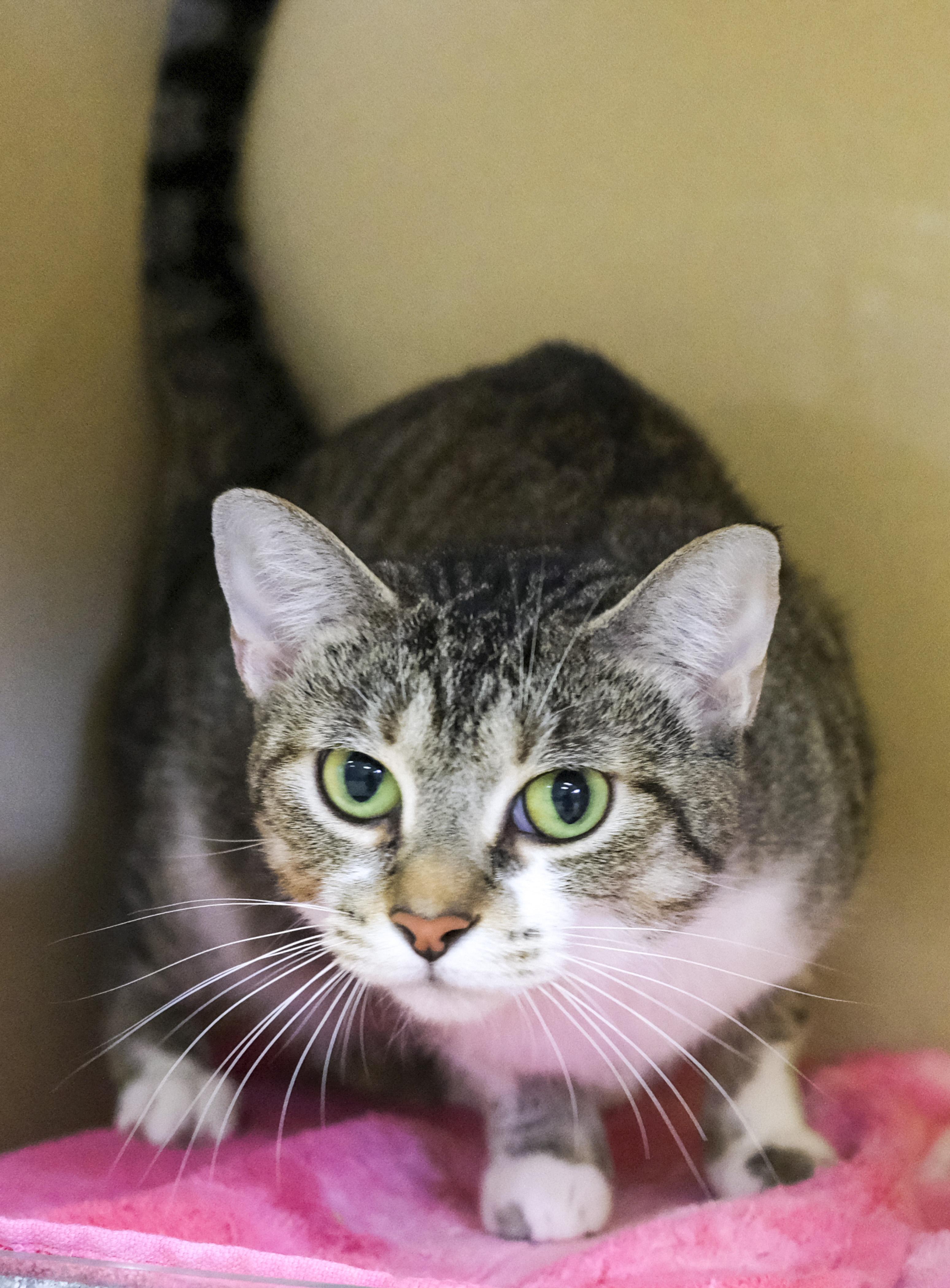 Enlarge Lucienda, a Adoptable Domestic Short Hair in Harvey , LA image 2/3