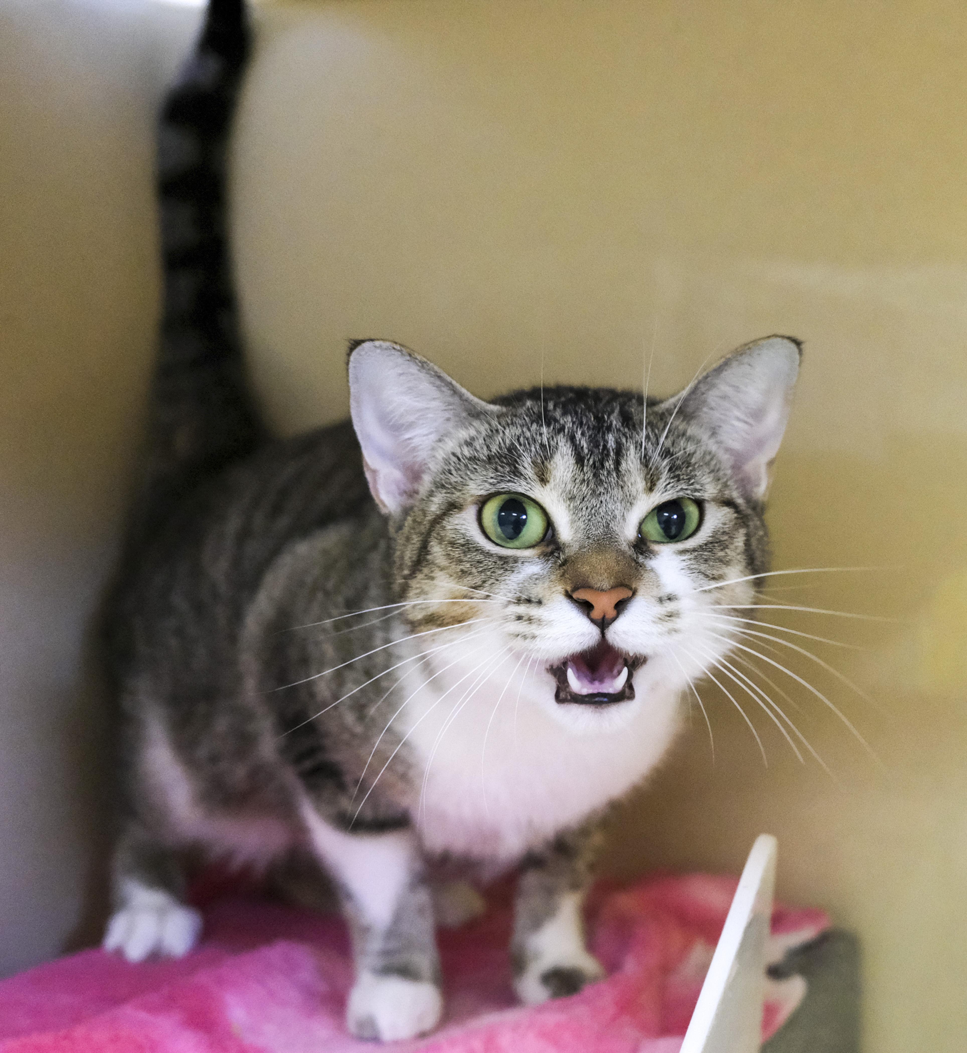 Enlarge Lucienda, a Adoptable Domestic Short Hair in Harvey , LA image 3/3