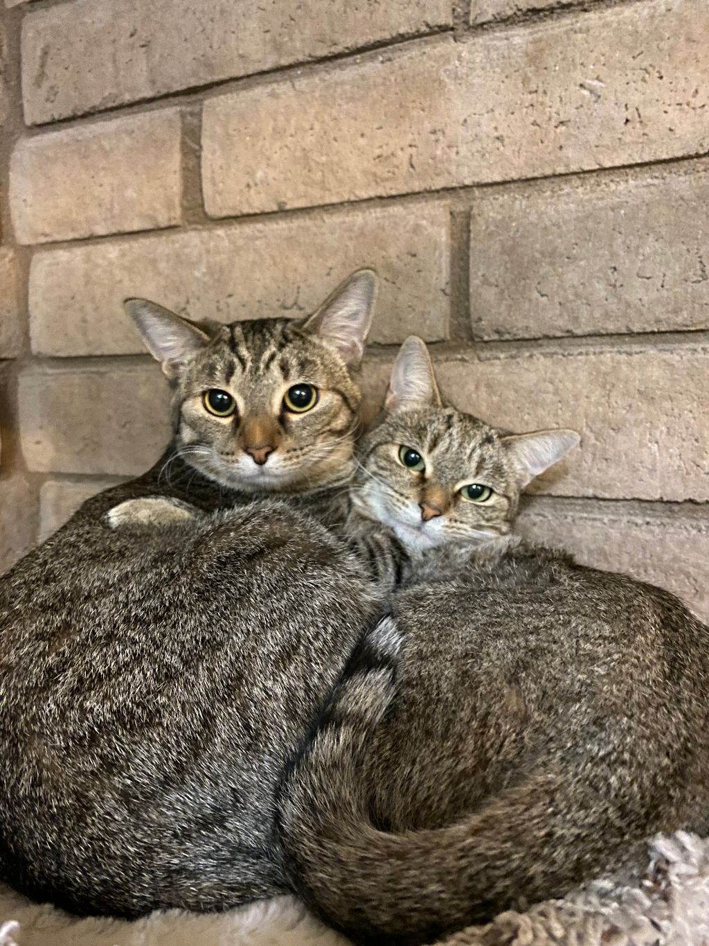 Juniper, Adoptable, Adult Female Domestic Short Hair & Tabby.