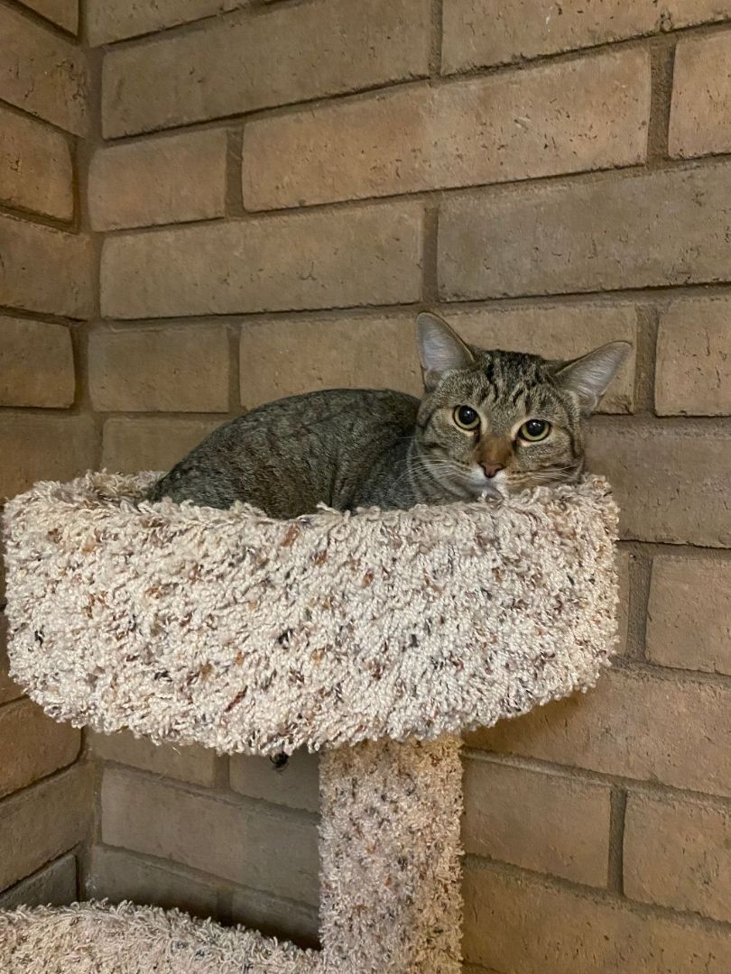 Juniper, a Adoptable mixed breed in Phoenix, AZ image 2/4