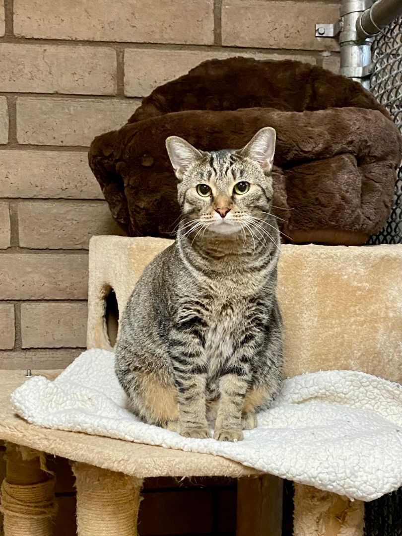 Juniper, a Adoptable mixed breed in Phoenix, AZ image 3/4