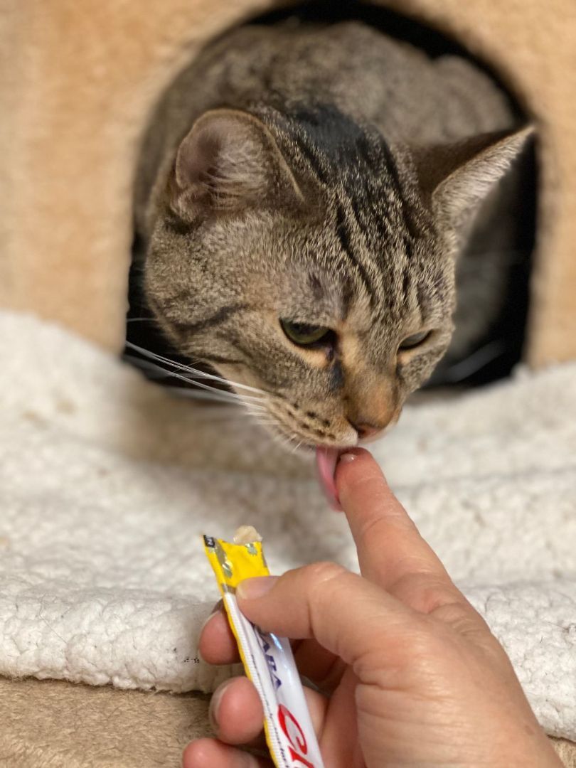 Juniper, a Adoptable mixed breed in Phoenix, AZ image 4/4