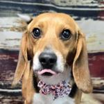 Bingo, Adoptable, Adult Male Beagle.